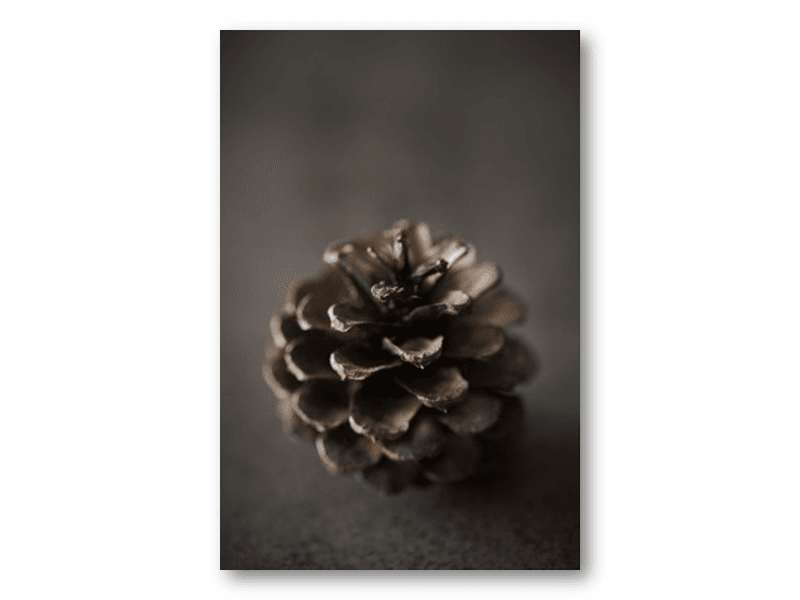 50 stk | Kongle | 10x15 cm